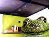 froglet